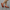 Handmade Women Barefoot Classic Brown Ballet Flats