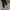 Women Barefoot Nubuck Gray Penny Loafers