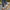 Women Barefoot Classic Brown Penny Loafers
