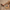 Women Barefoot Coffee Brown Boat Shoes