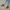 Women Earthing Gray Nubuck Sneakers
