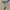 Women Earthing Gray Nubuck Sneakers