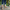 Women Barefoot Light Brown Sneakers