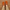 Women Barefoot Nubuck Orange Oxford Shoes