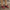 Women Barefoot Burgundy Oxford Shoes